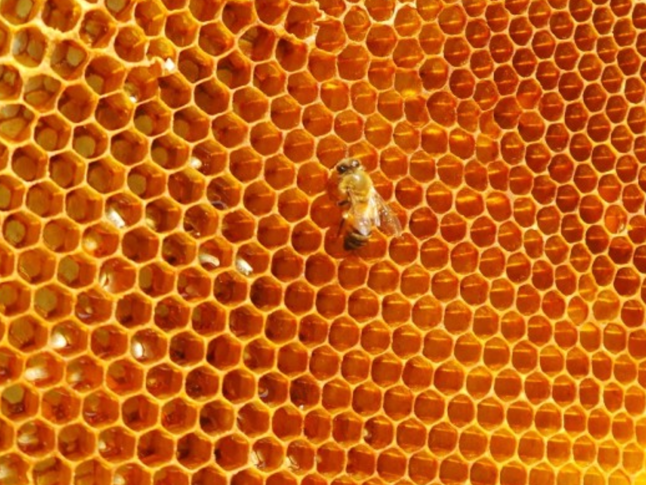 Honeycombs